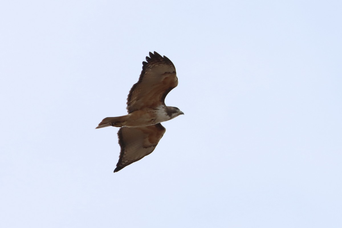 Red-tailed Hawk (kemsiesi/hadropus) - John van Dort