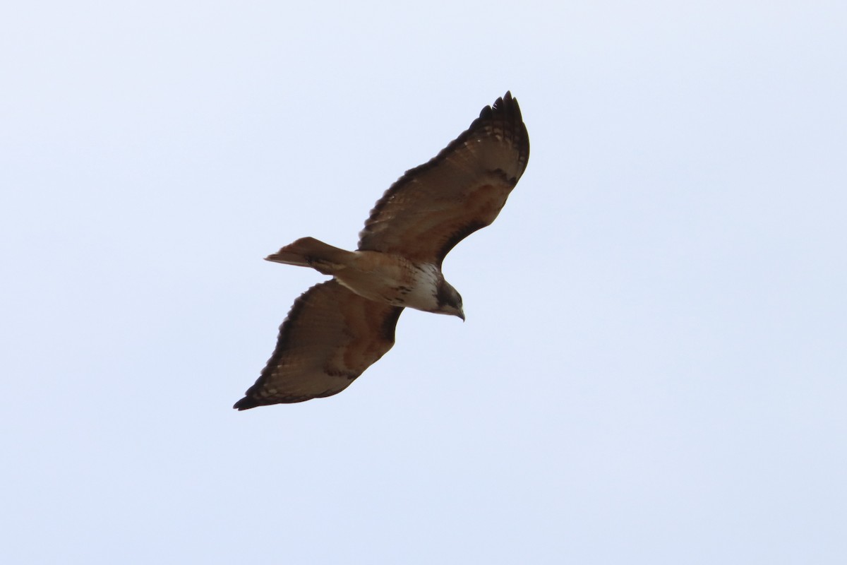 Red-tailed Hawk (kemsiesi/hadropus) - ML543104621