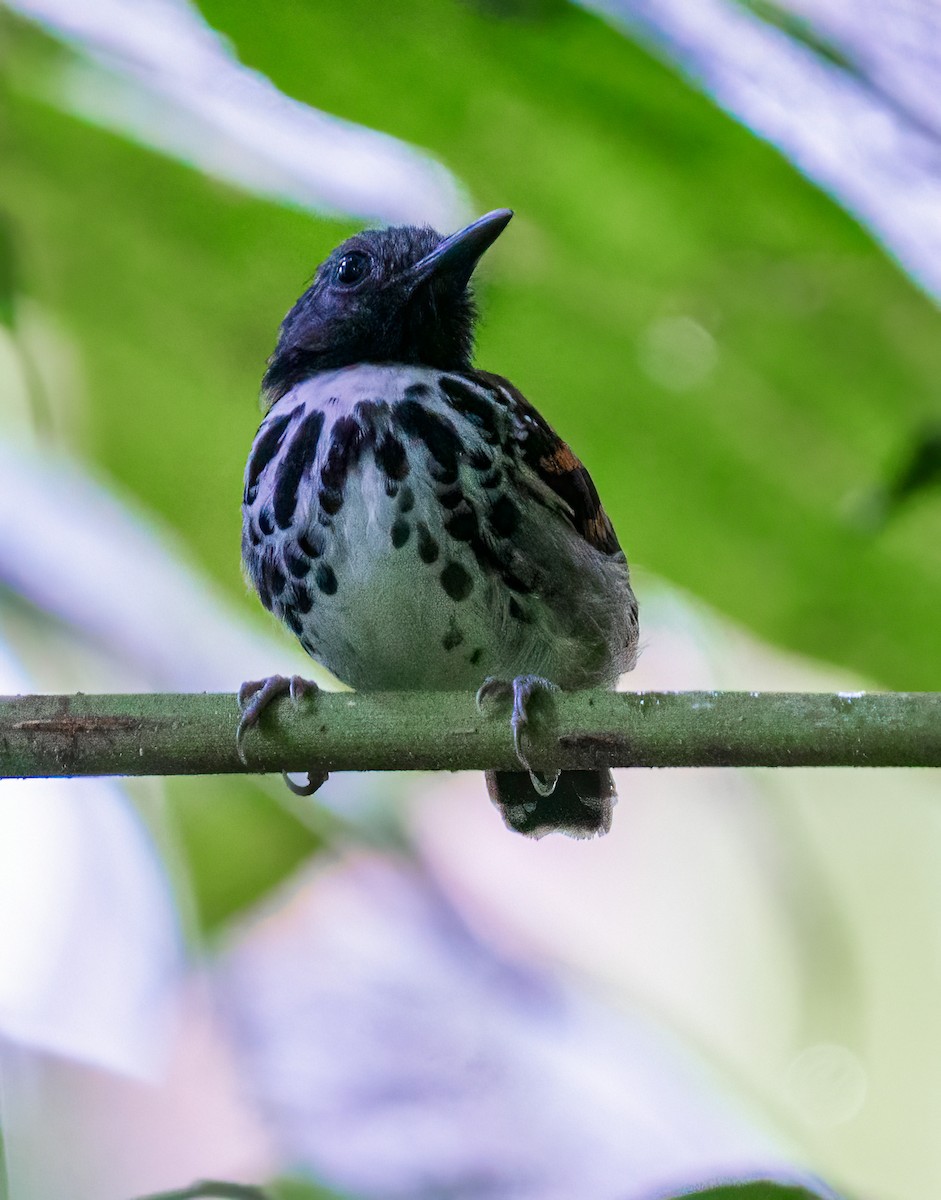 Spotted Antbird - ML543105061