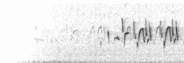  - Rufous-fronted Prinia