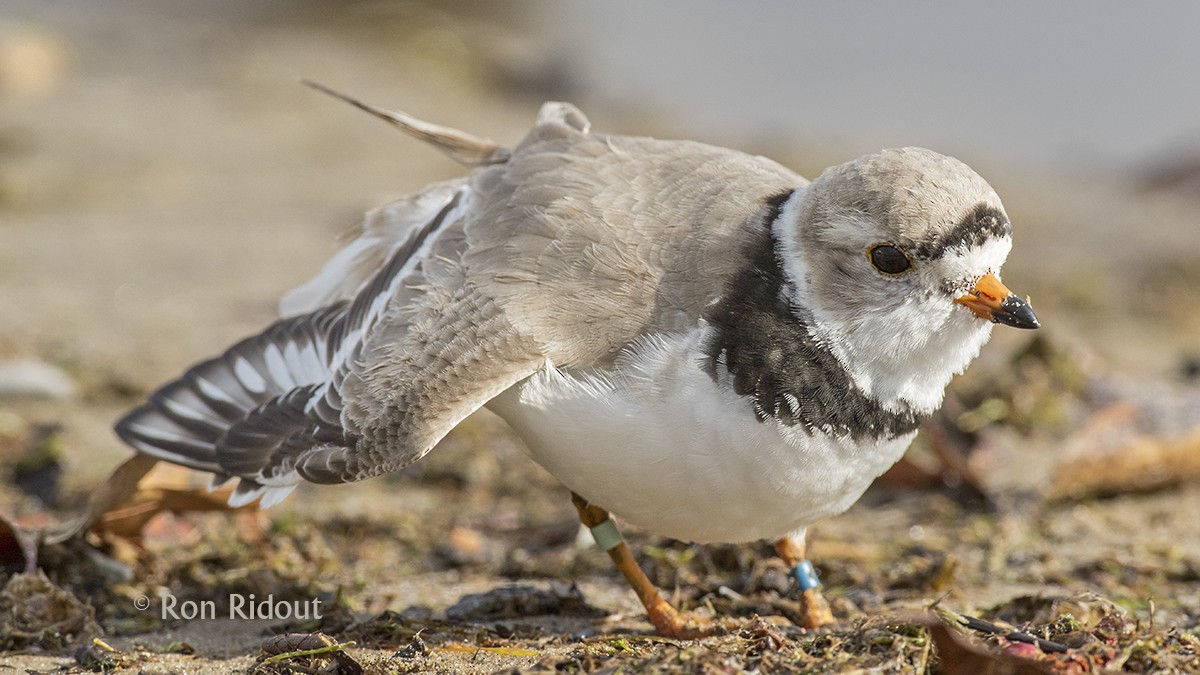 Piping Plover - Ron Ridout
