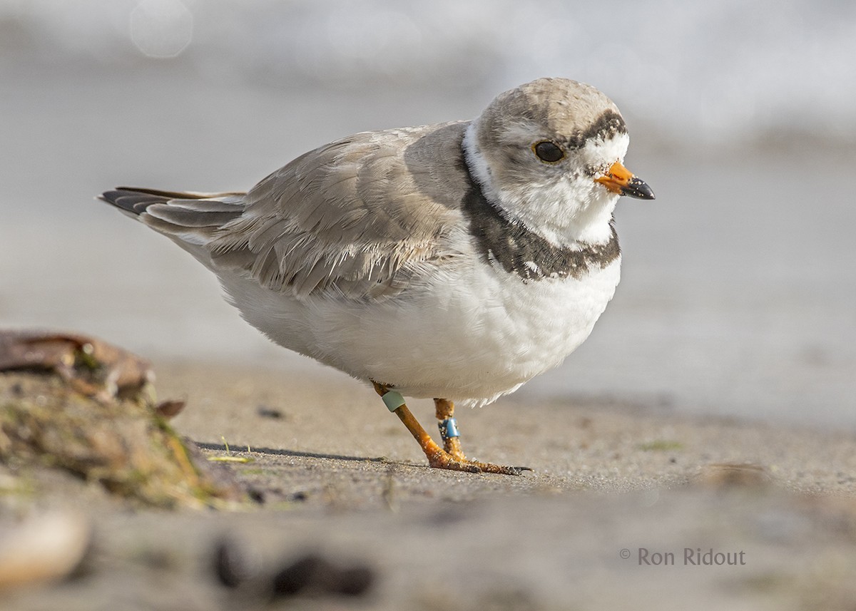 Piping Plover - ML54311151
