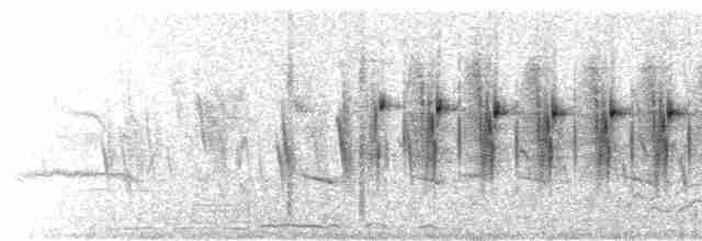  - Black-chested Prinia