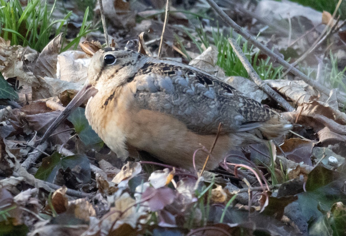 American Woodcock - ML543120611