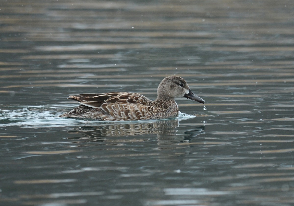 Blue-winged Teal - ML54312161