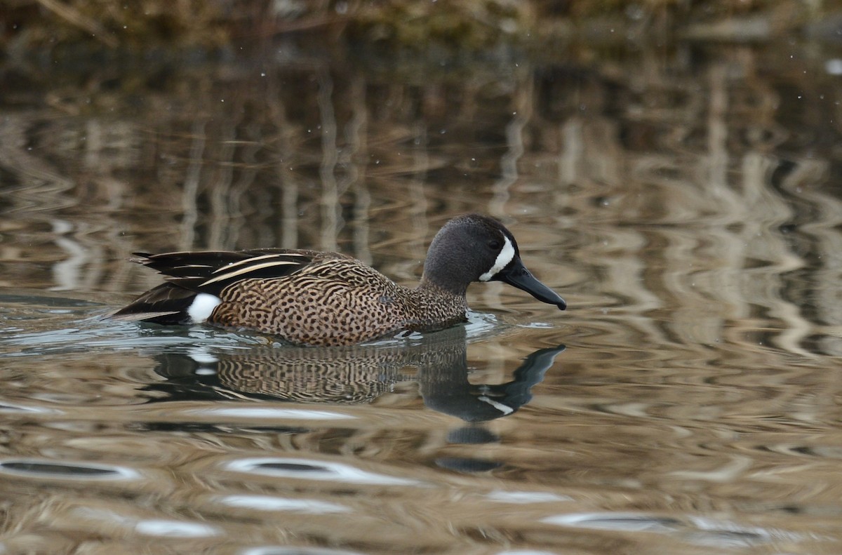 Blue-winged Teal - ML54312201