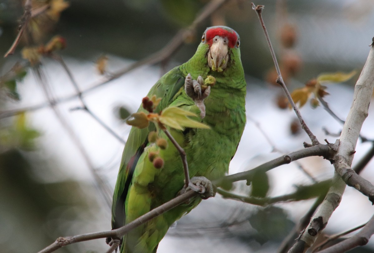 Lilac-crowned Parrot - ML543124921