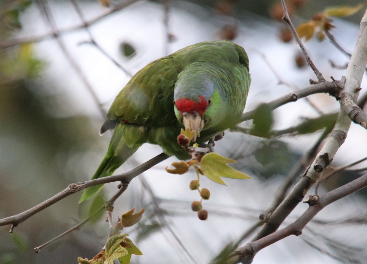 Lilac-crowned Parrot - ML543125941