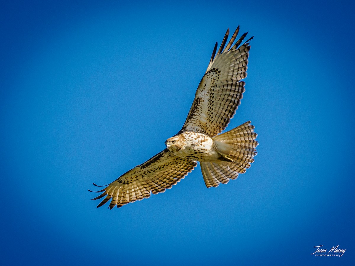 Red-tailed Hawk - Jason Massey