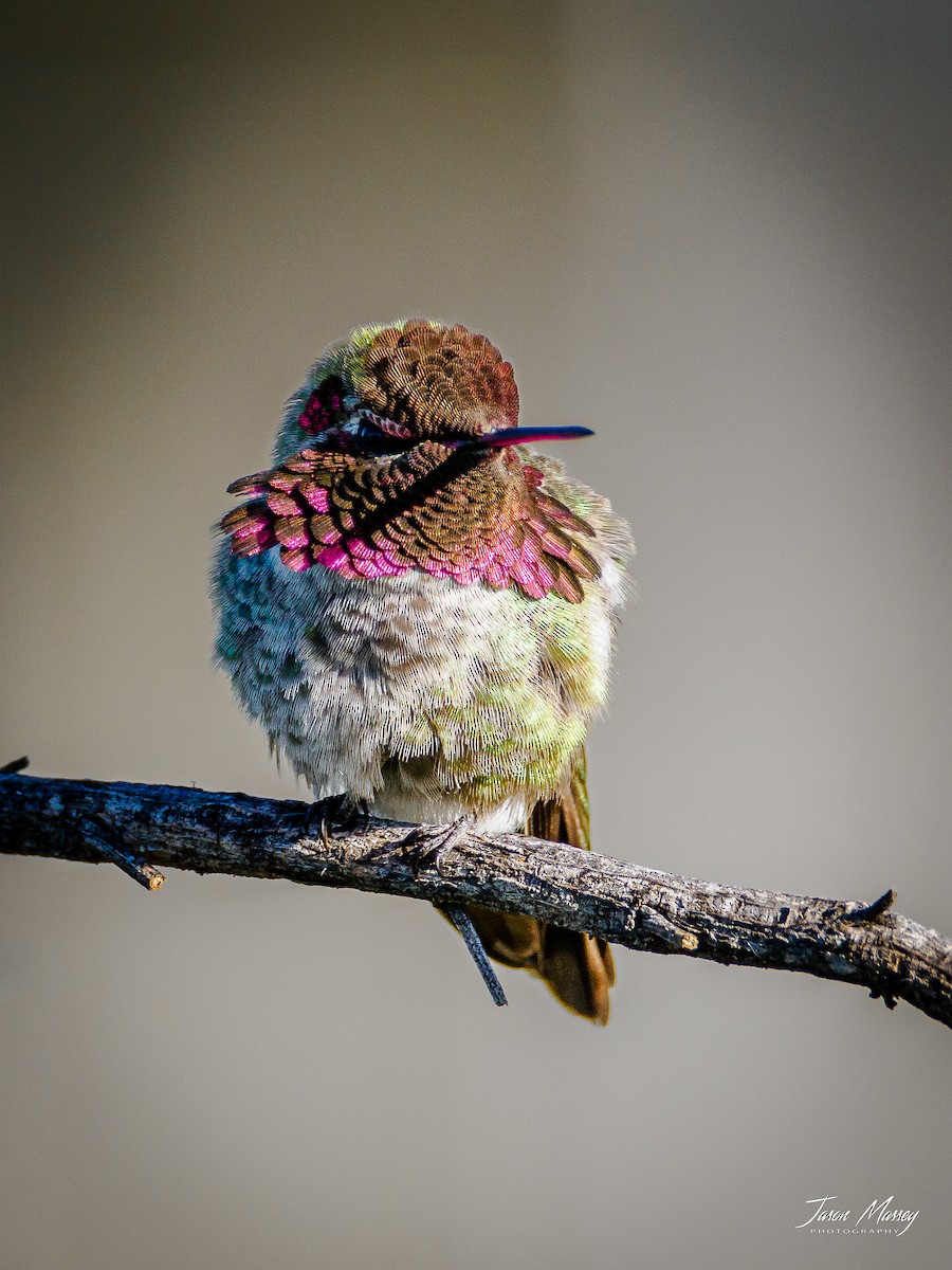 Anna's Hummingbird - Jason Massey