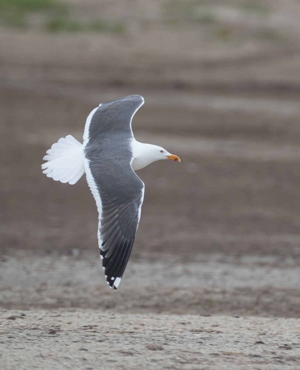 Lesser Black-backed Gull (graellsii) - ML54313341