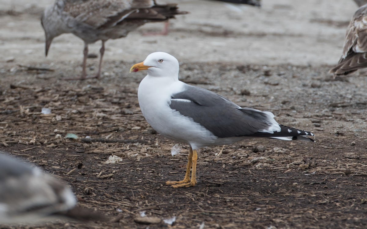 Lesser Black-backed Gull (graellsii) - Blake Matheson