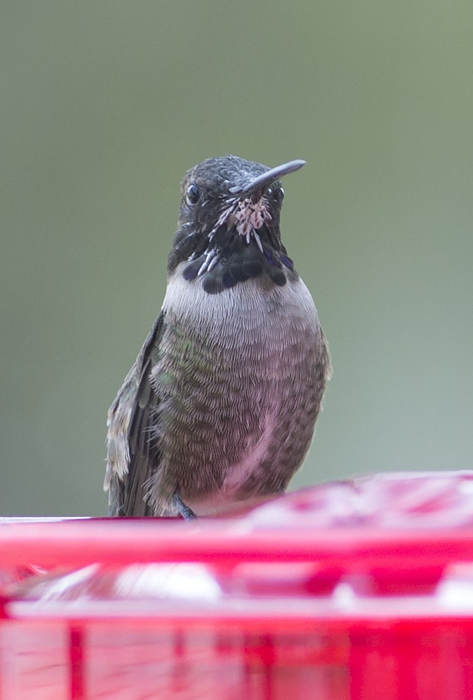 Black-chinned Hummingbird - ML54313761