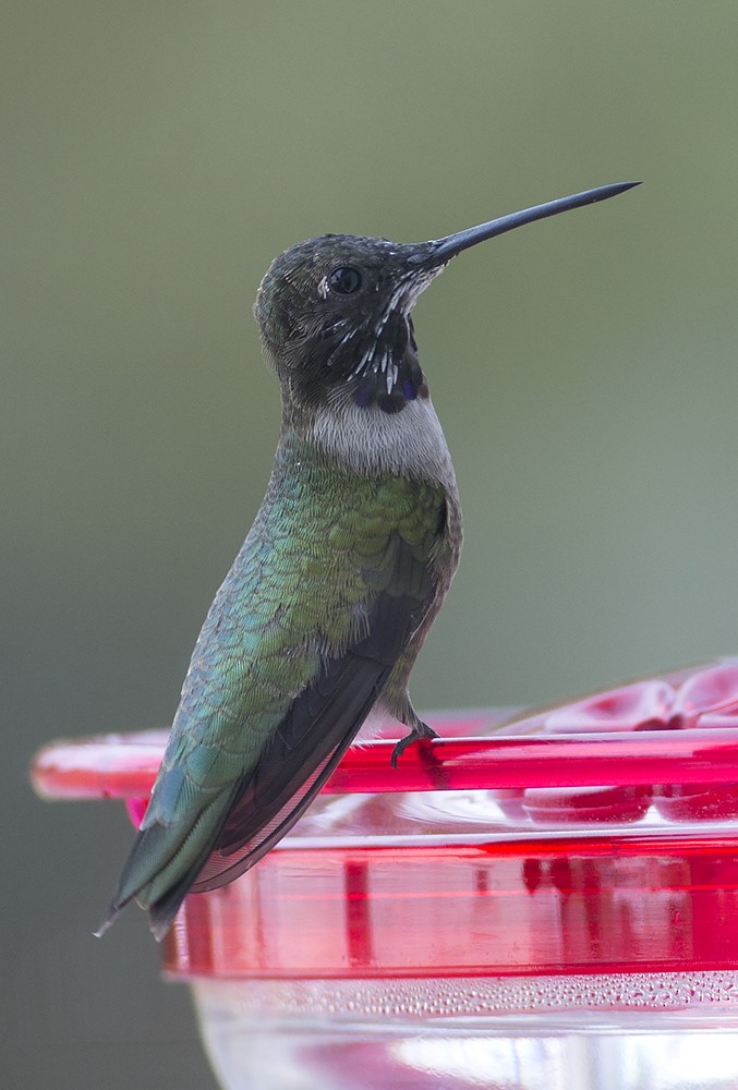 Black-chinned Hummingbird - ML54313771