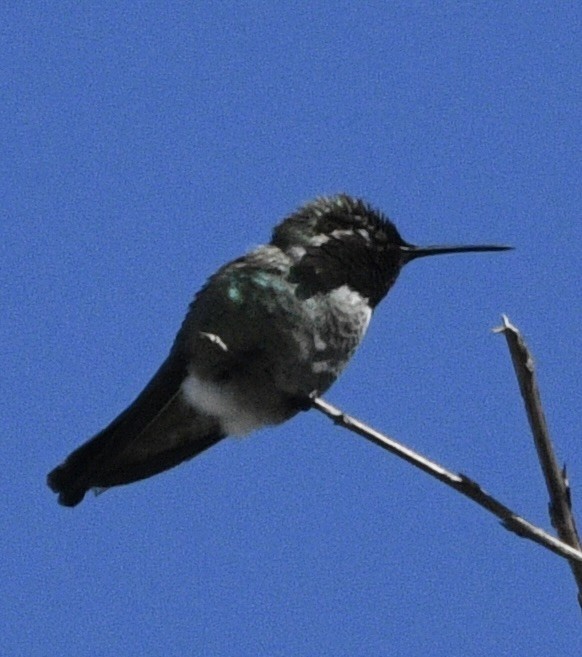 Costa's Hummingbird - ML543137921