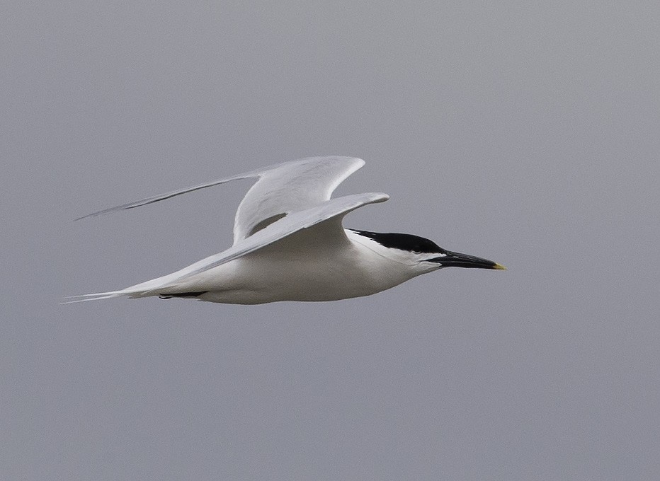 Sandwich Tern - rodger cooley