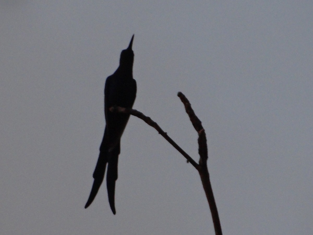 Swallow-tailed Hummingbird - ML543139851