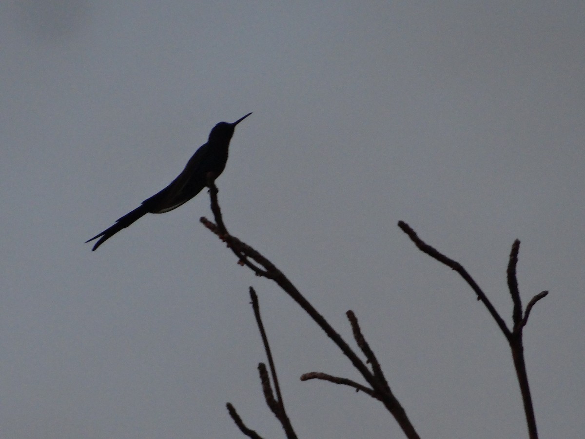 Swallow-tailed Hummingbird - ML543139861