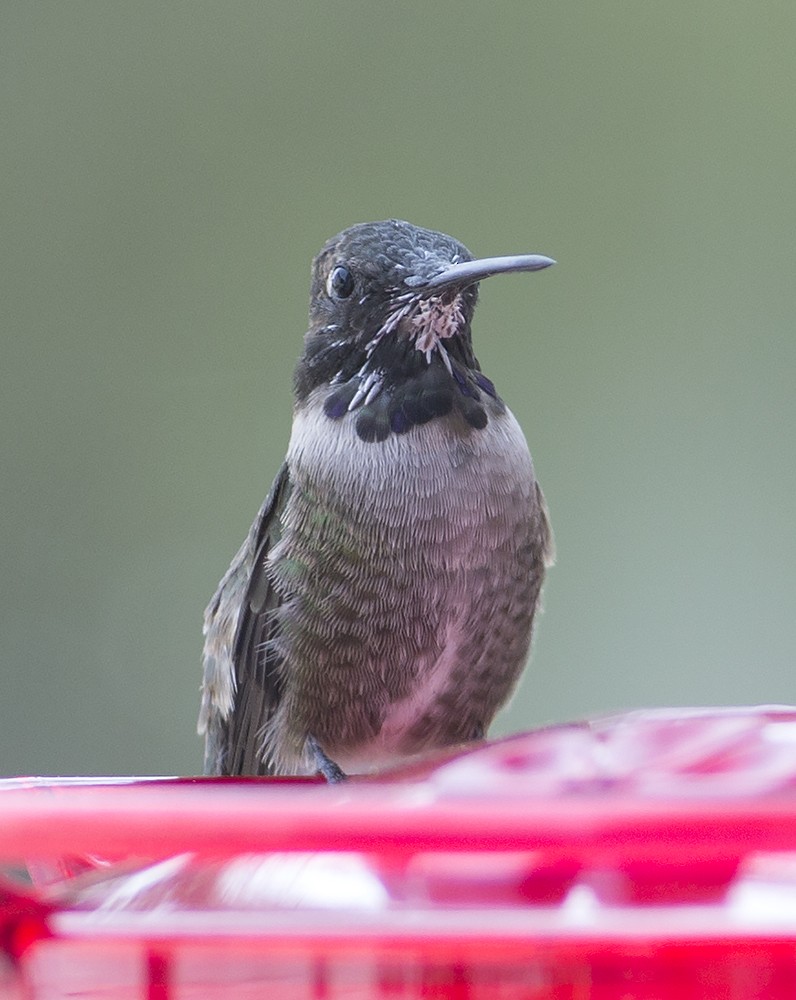 Black-chinned Hummingbird - ML54314301