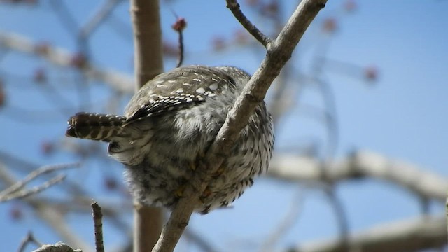Northern Pygmy-Owl - ML543145261