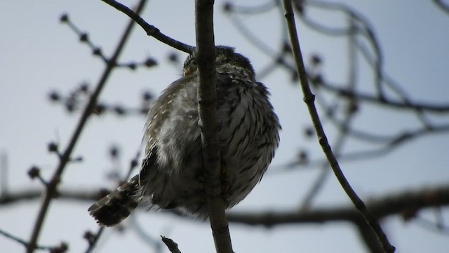 Northern Pygmy-Owl - ML543145321