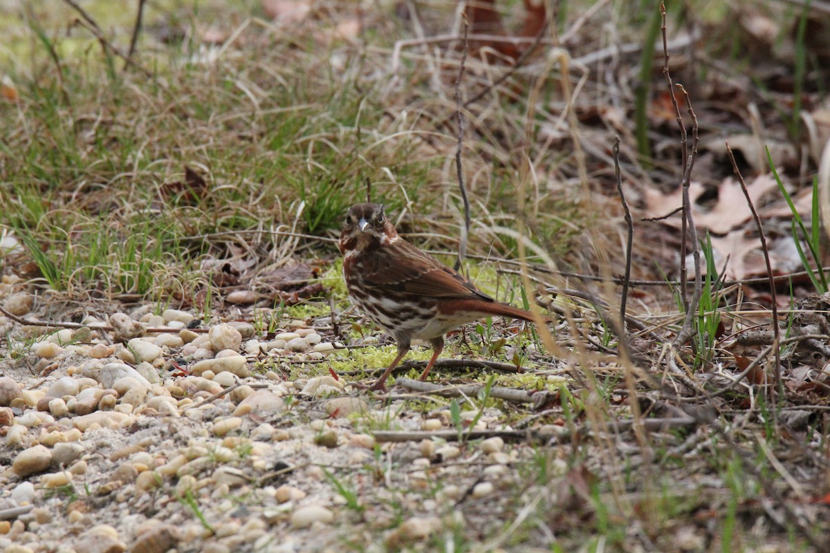 Fox Sparrow (Red) - ML54314741