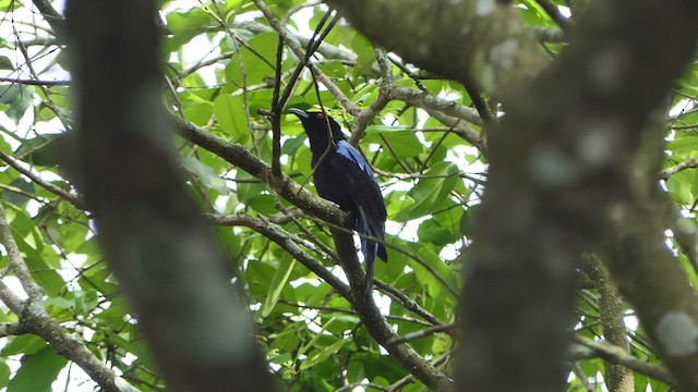 Asian Fairy-bluebird - ML543147491