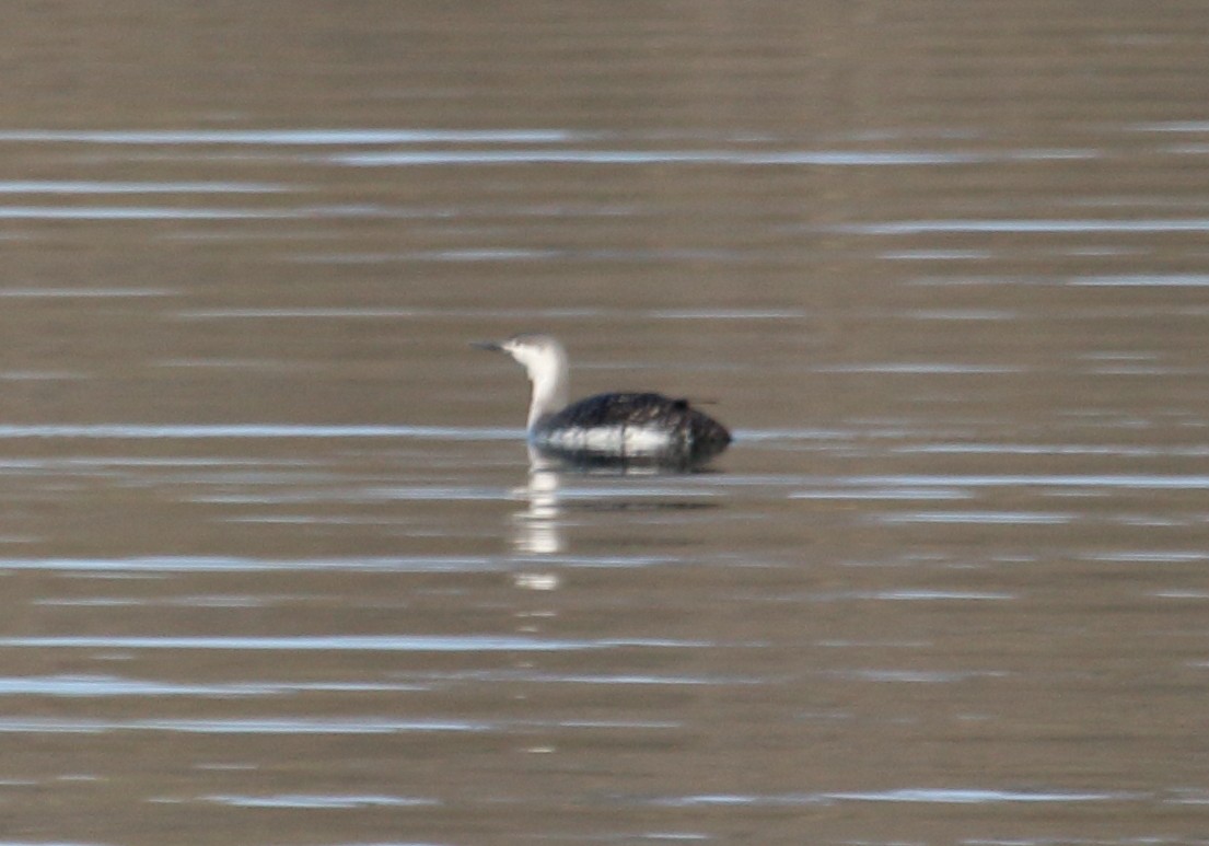 Red-throated Loon - ML54315041