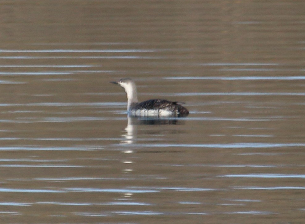 Red-throated Loon - ML54315081