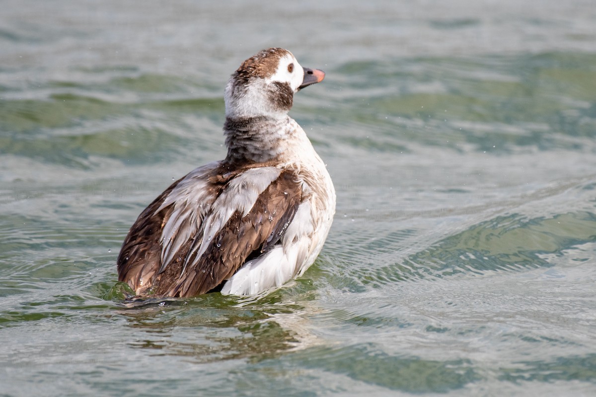 Long-tailed Duck - ML543153031