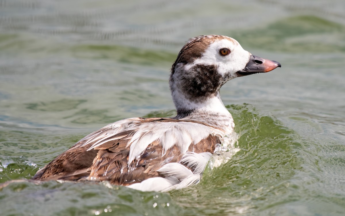 Long-tailed Duck - ML543153041