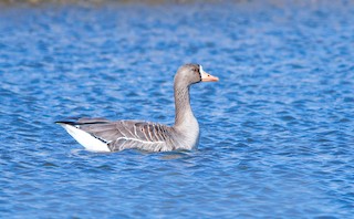 Greater White-fronted Goose, ML543156071