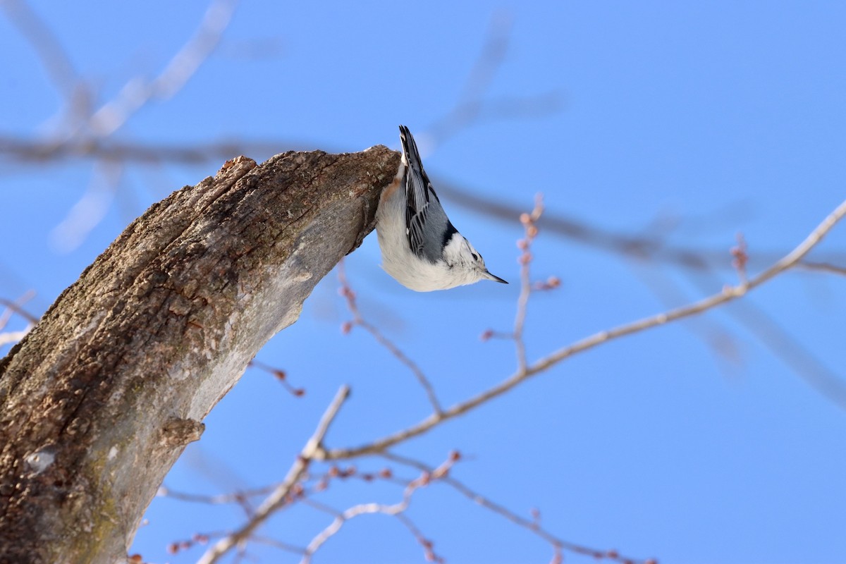 White-breasted Nuthatch - William Going