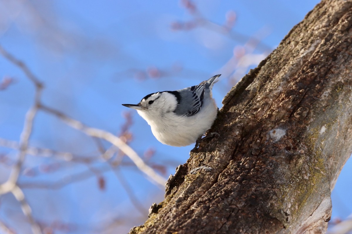 White-breasted Nuthatch - William Going