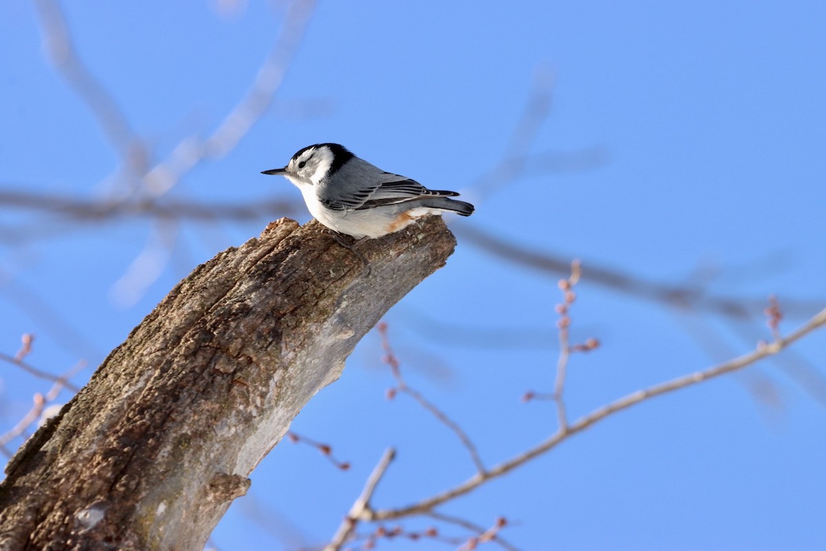 White-breasted Nuthatch - ML543156651