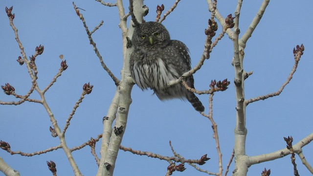 Northern Pygmy-Owl (Rocky Mts.) - ML543157011