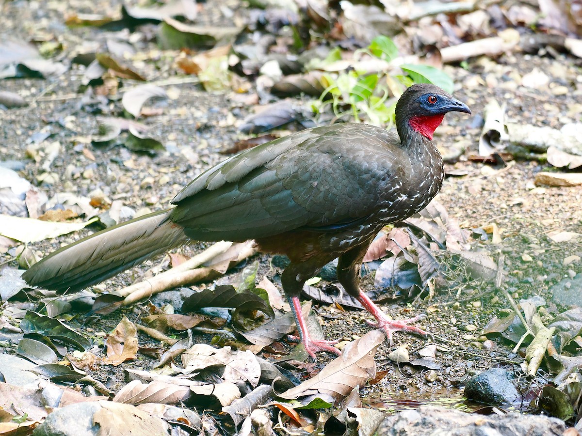 Crested Guan - ML543157331