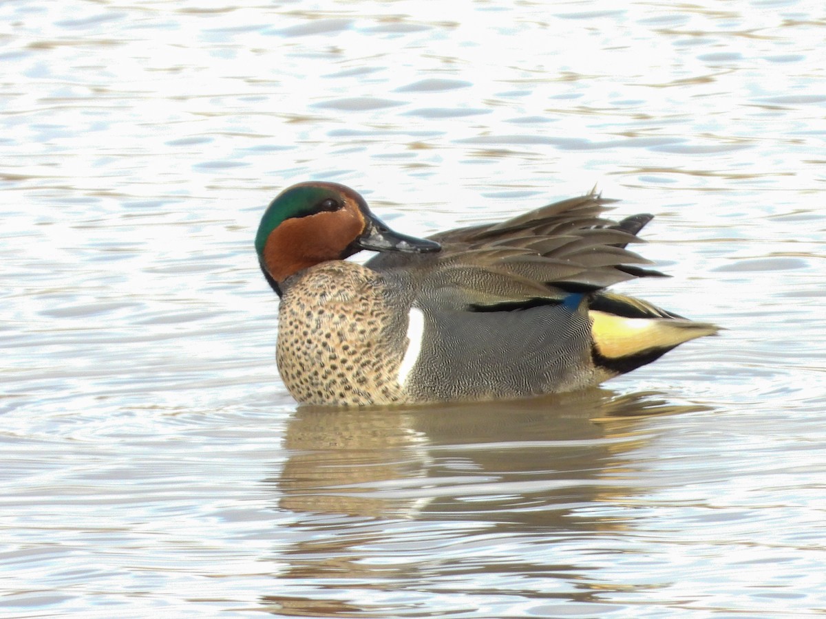 Green-winged Teal - ML543165291