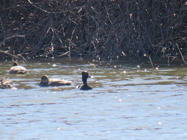 Ring-necked Duck - Nancy Anderson