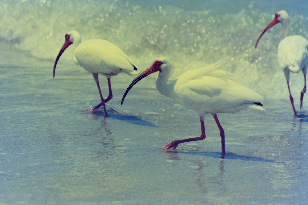 White Ibis - Jeffrey Roth