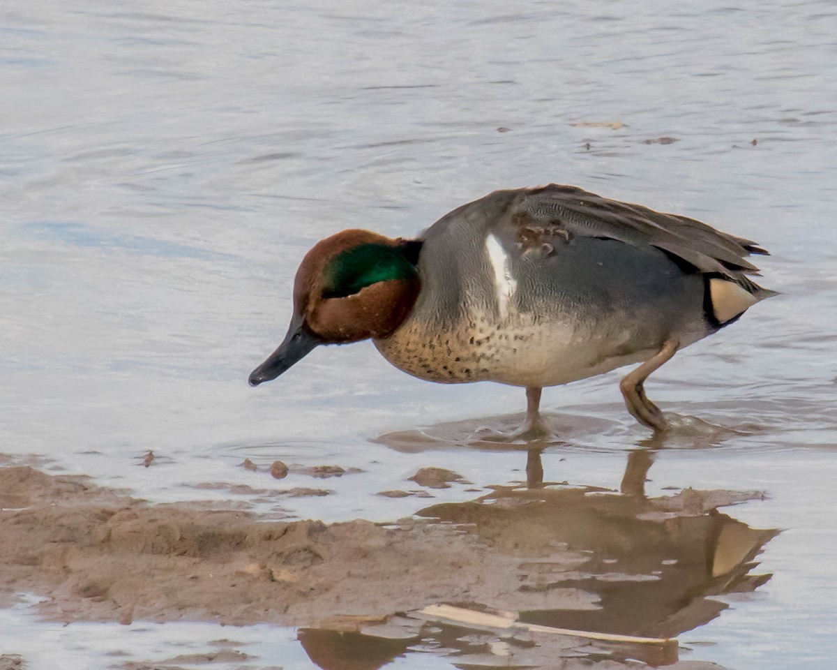 Green-winged Teal - ML543172641