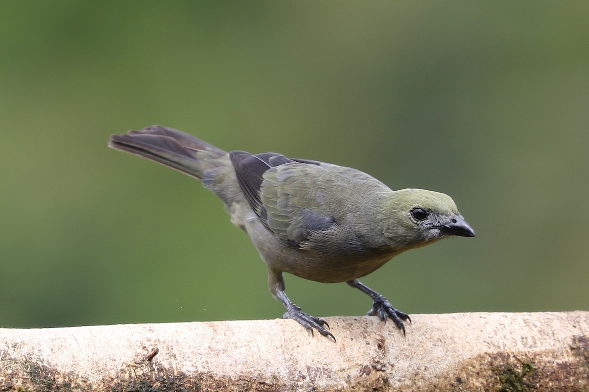Palm Tanager - ML543174391