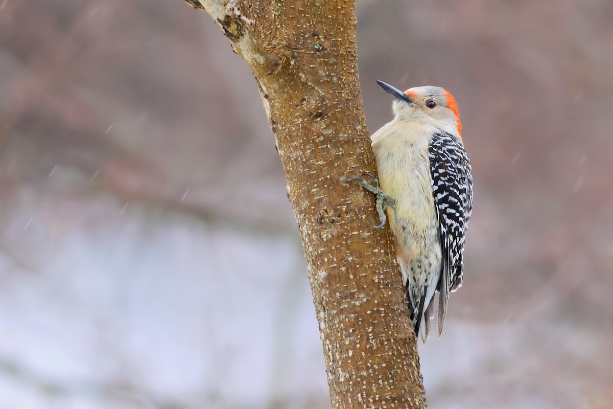 Red-bellied Woodpecker - ML543175041