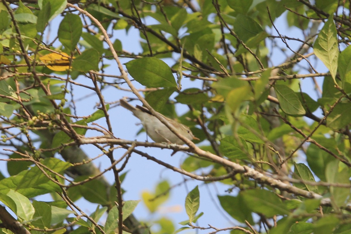 Tickell's Leaf Warbler (Tickell's) - Robert Gowan