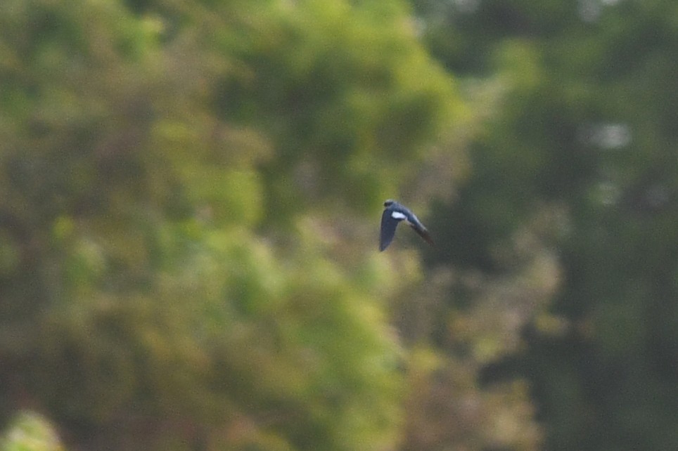 Pied-winged Swallow - ML543188911