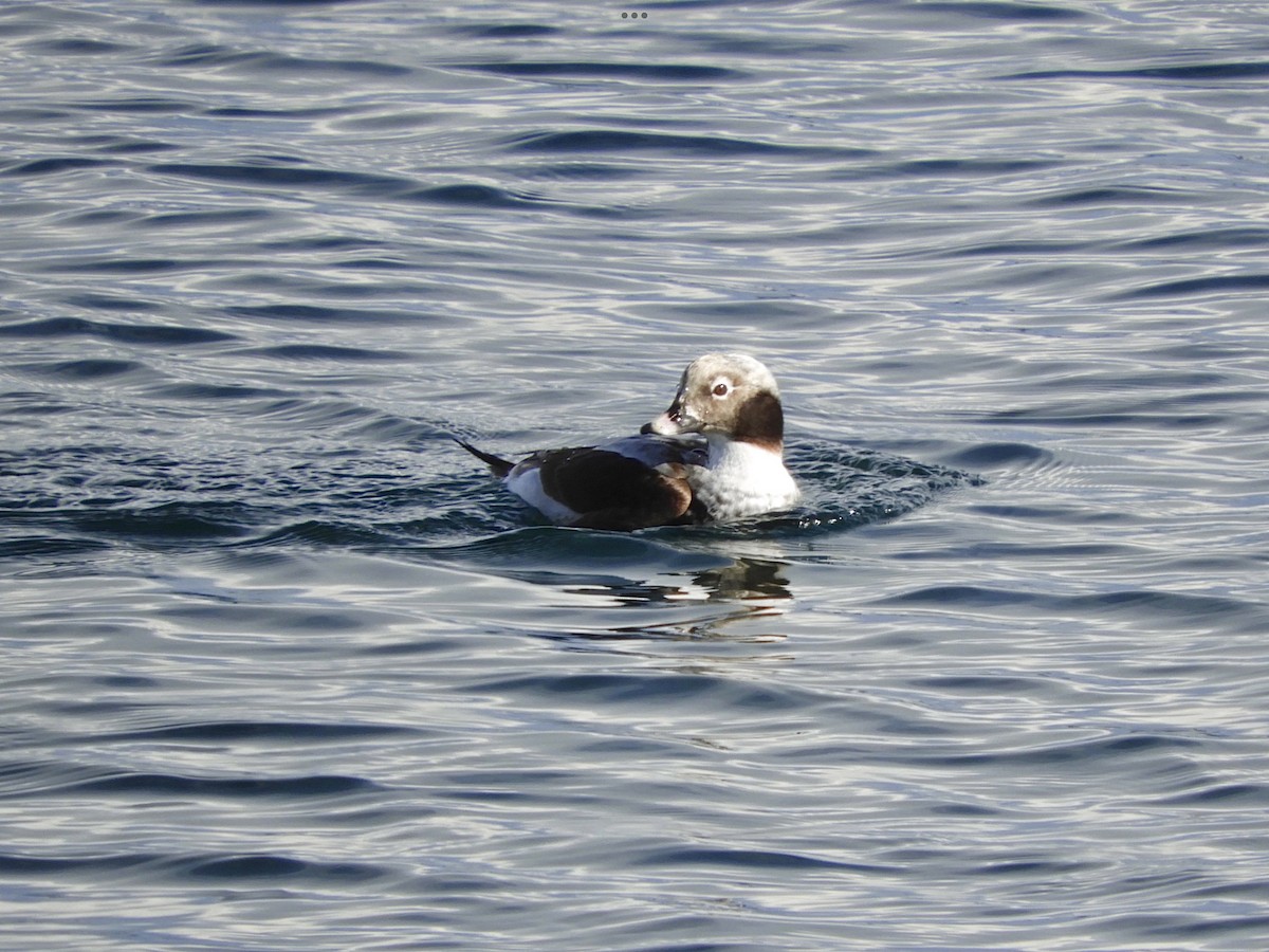 Long-tailed Duck - ML543188931