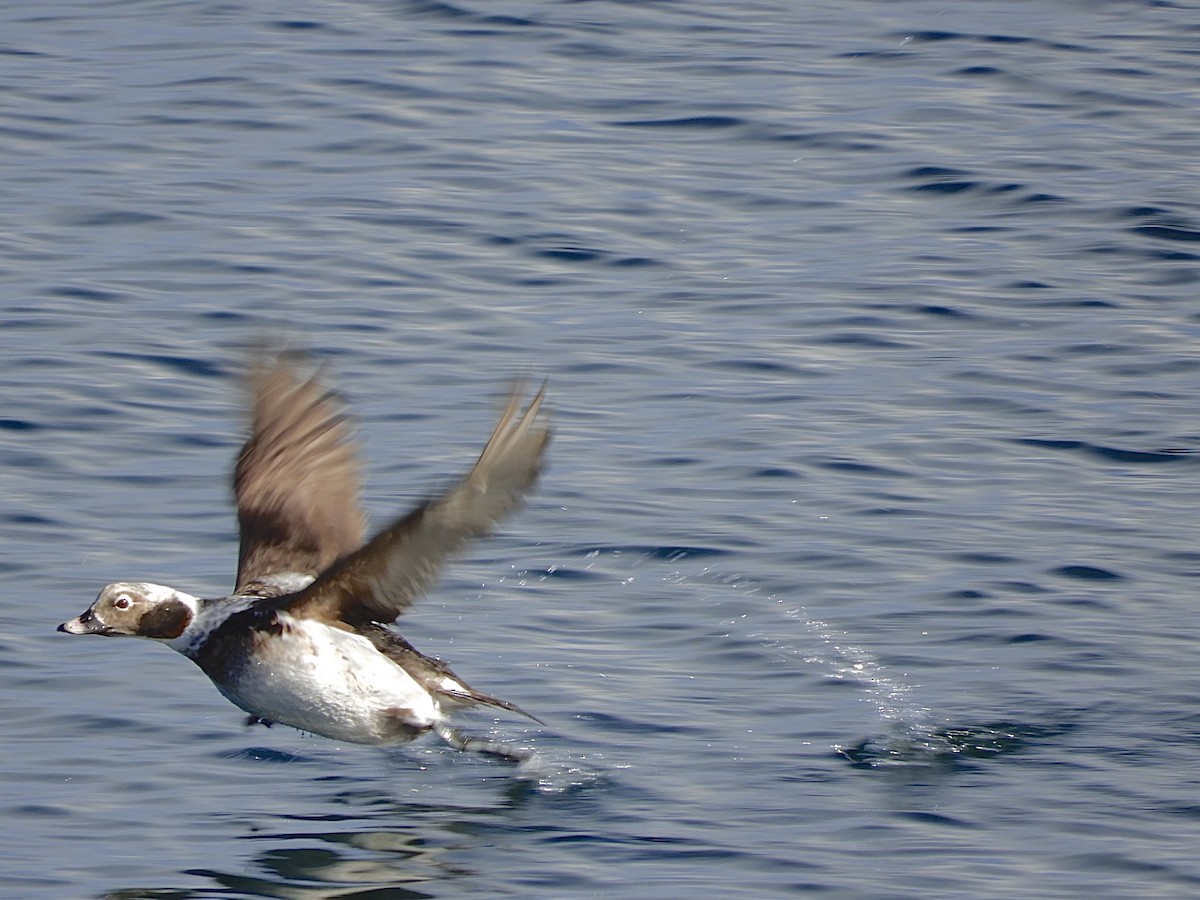 Long-tailed Duck - ML543188941