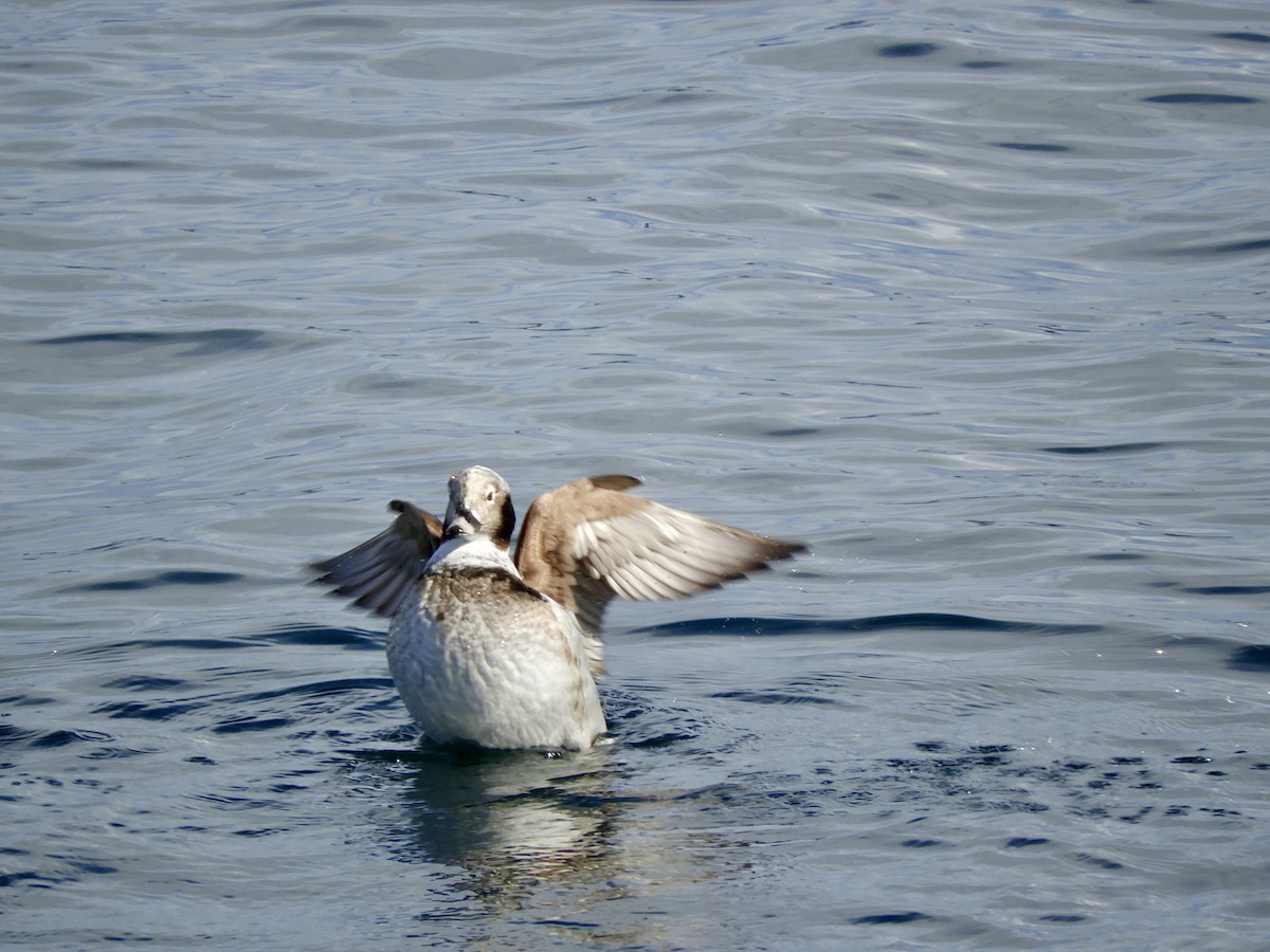 Long-tailed Duck - ML543188951