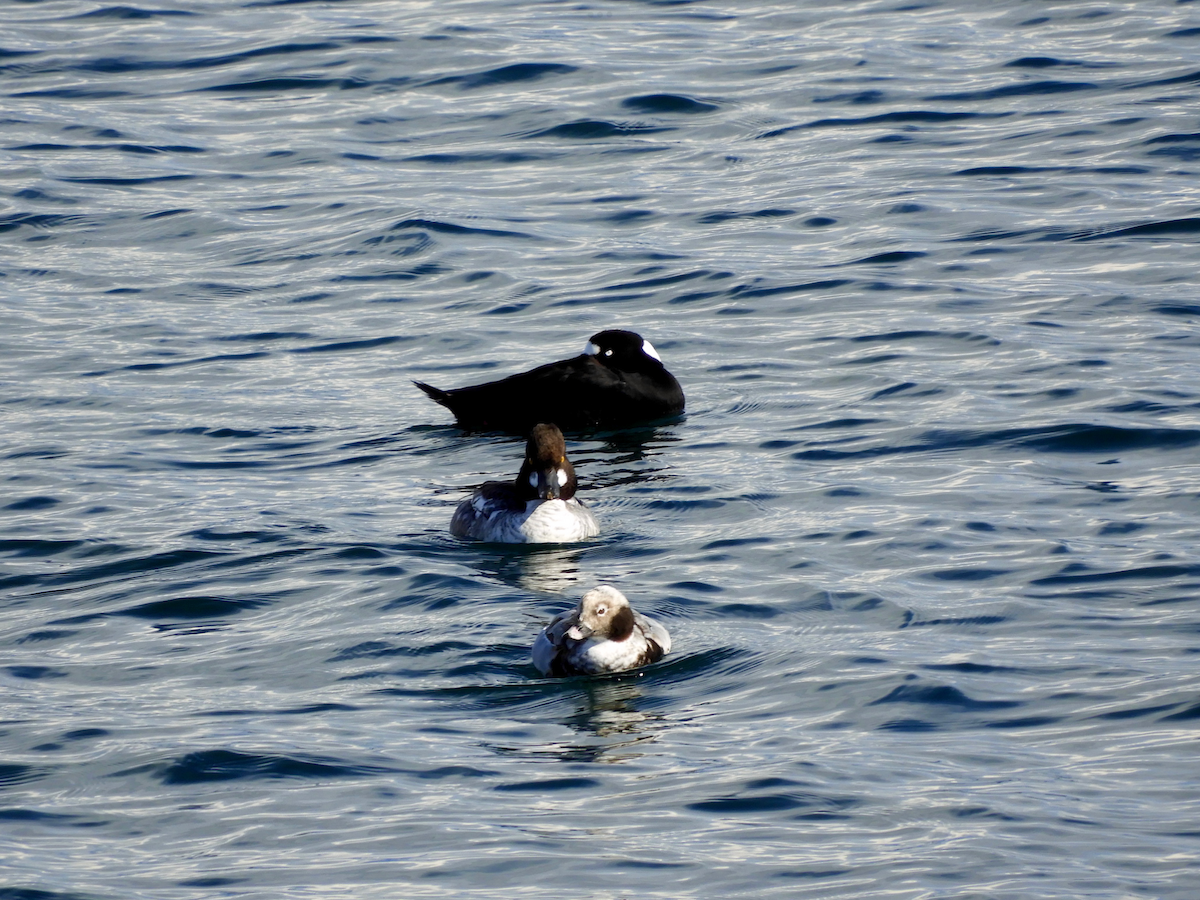 Long-tailed Duck - ML543188961
