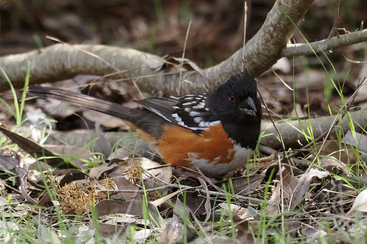 Spotted Towhee - ML543189121